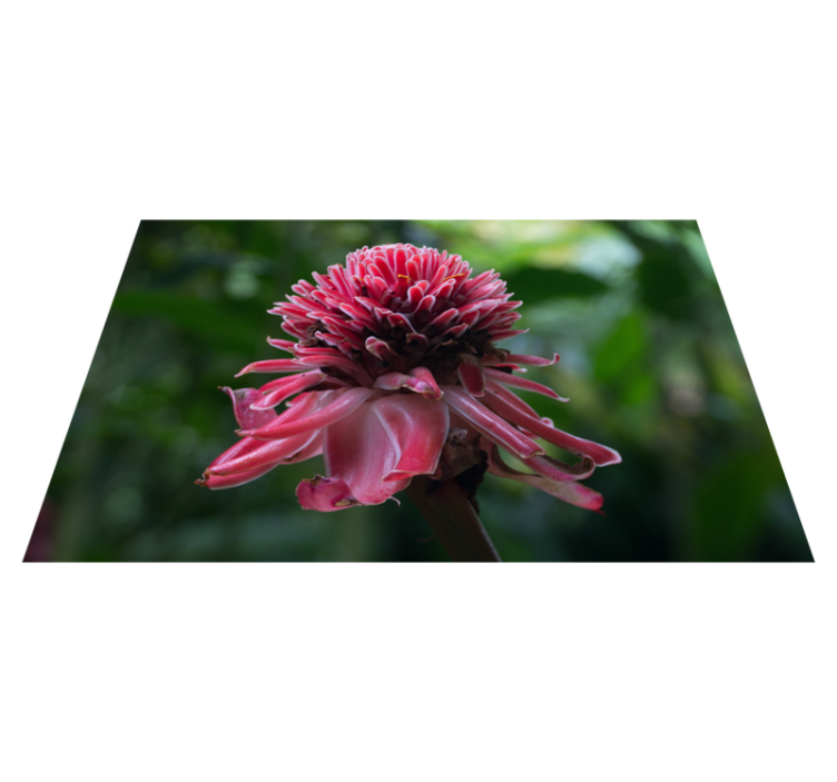 Originalūs stalo padėkliukai tropikų gėlių kompozicija - „Tenstickers“