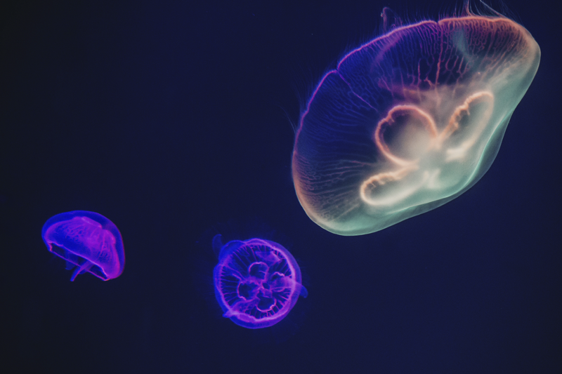 Stalo padėklai su vardu spalvingų medūzų tema - „Tenstickers“