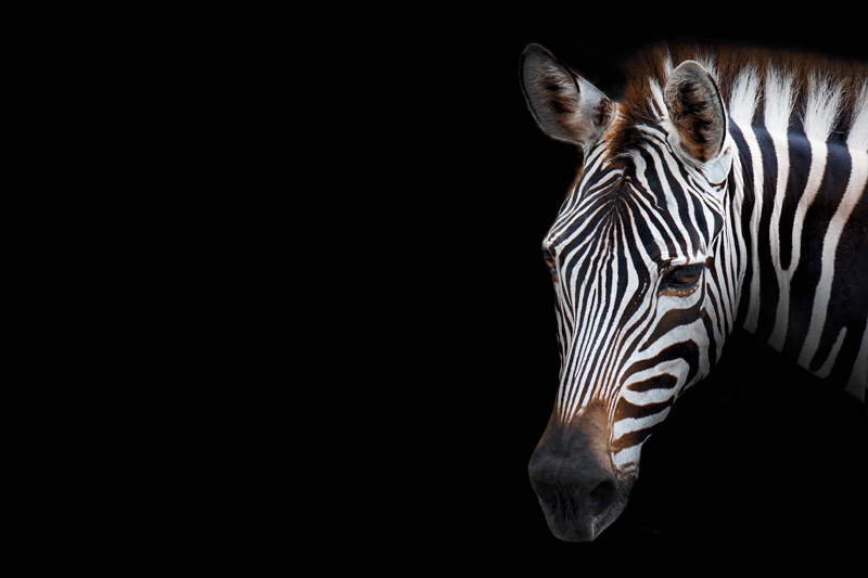 Originalūs stalo padėkliukai zebra galvos detalė - „Tenstickers“