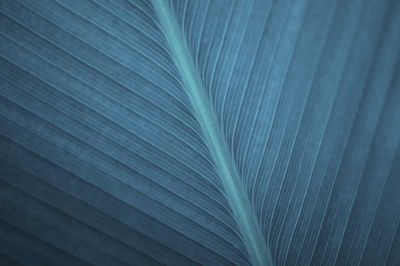 Dideli mėlynai pilki lapai šiuolaikinės padėkliukai - „Tenstickers“