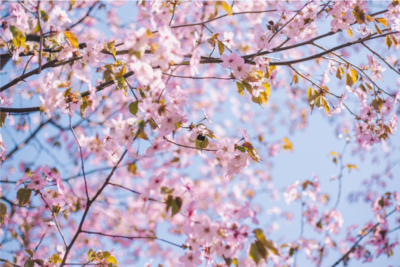 Tekstūruoti stalo padėkliukai Žydinčios vyšnios - „Tenstickers“