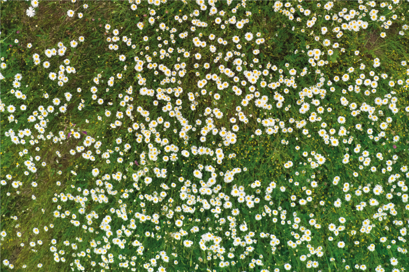 Tekstūruoti stalo padėkliukai su šviežių gėlių raštu - „Tenstickers“