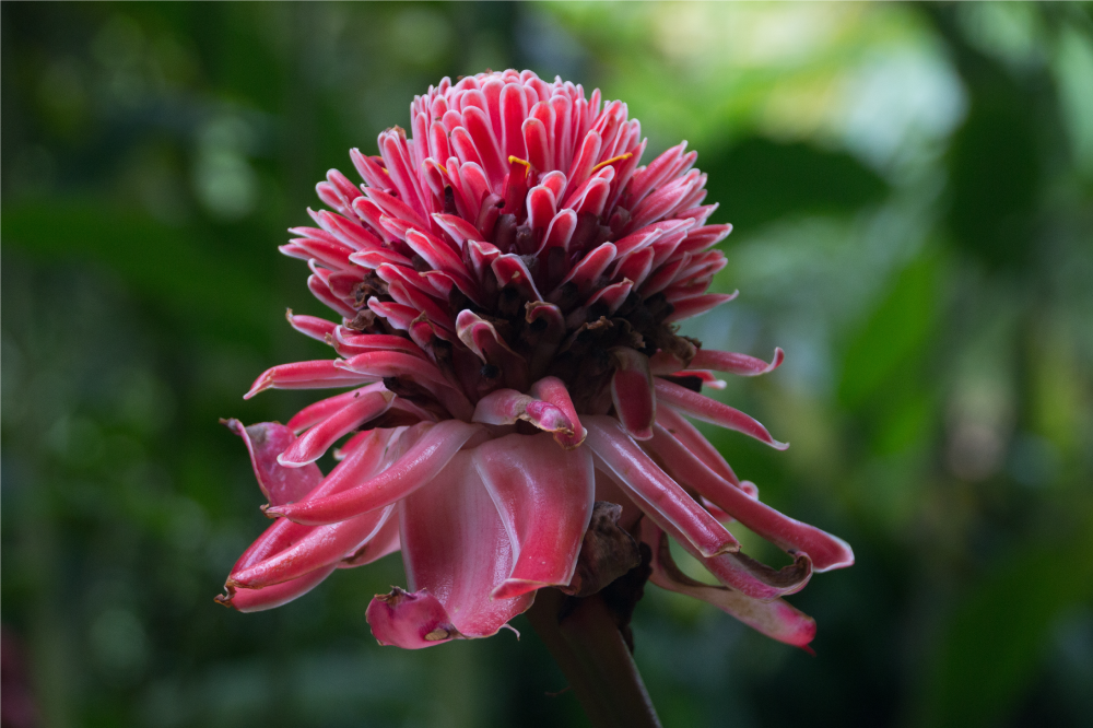 Originalūs stalo padėkliukai tropikų gėlių kompozicija - „Tenstickers“