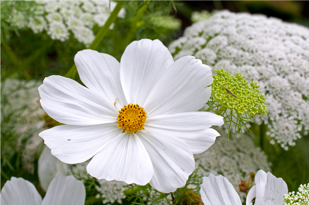 Originalūs stalo padėkliukai elegantiški balti žiedai - „Tenstickers“
