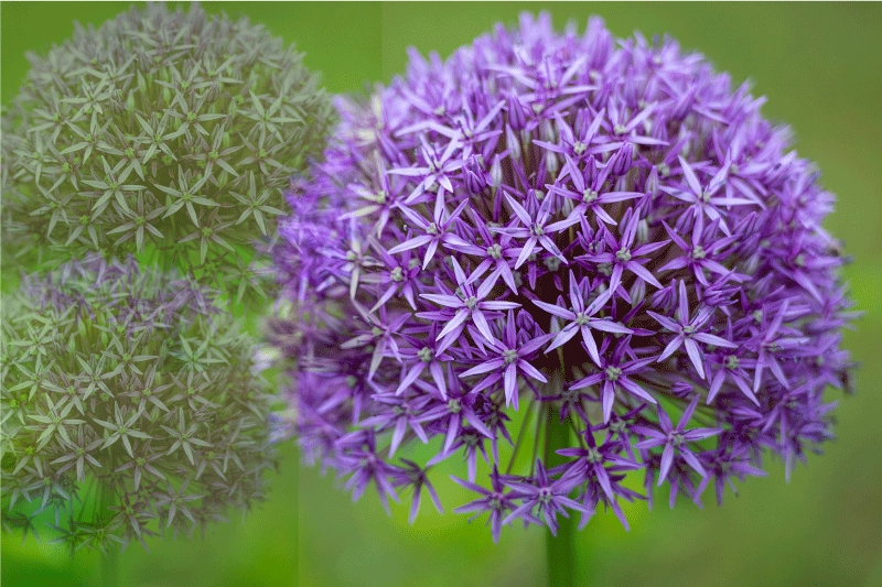 Tekstūruoti stalo padėkliukai vibrant purple flowers - „Tenstickers“