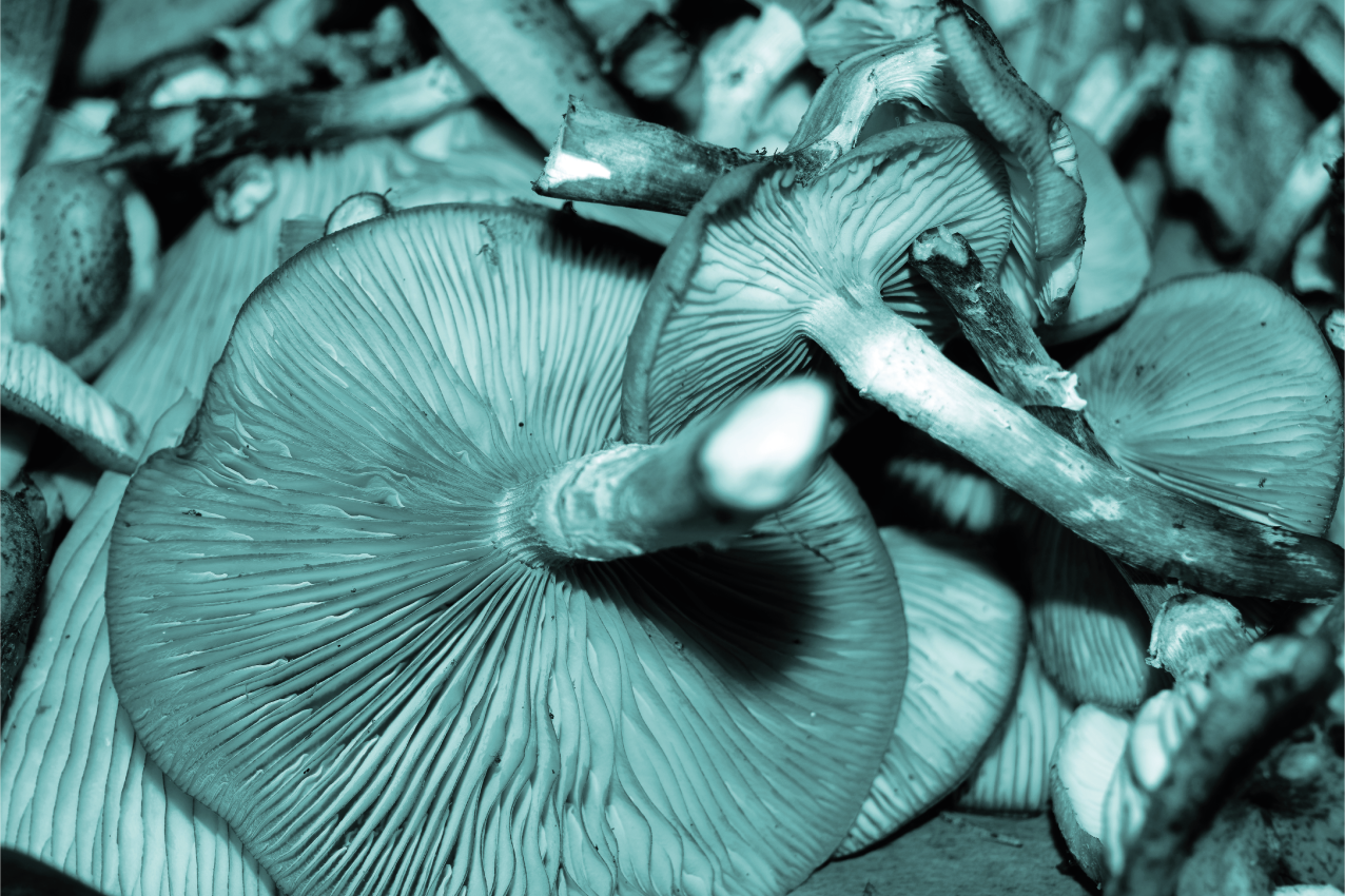 Tekstūruoti stalo padėkliukai grybų artėjimas - „Tenstickers“