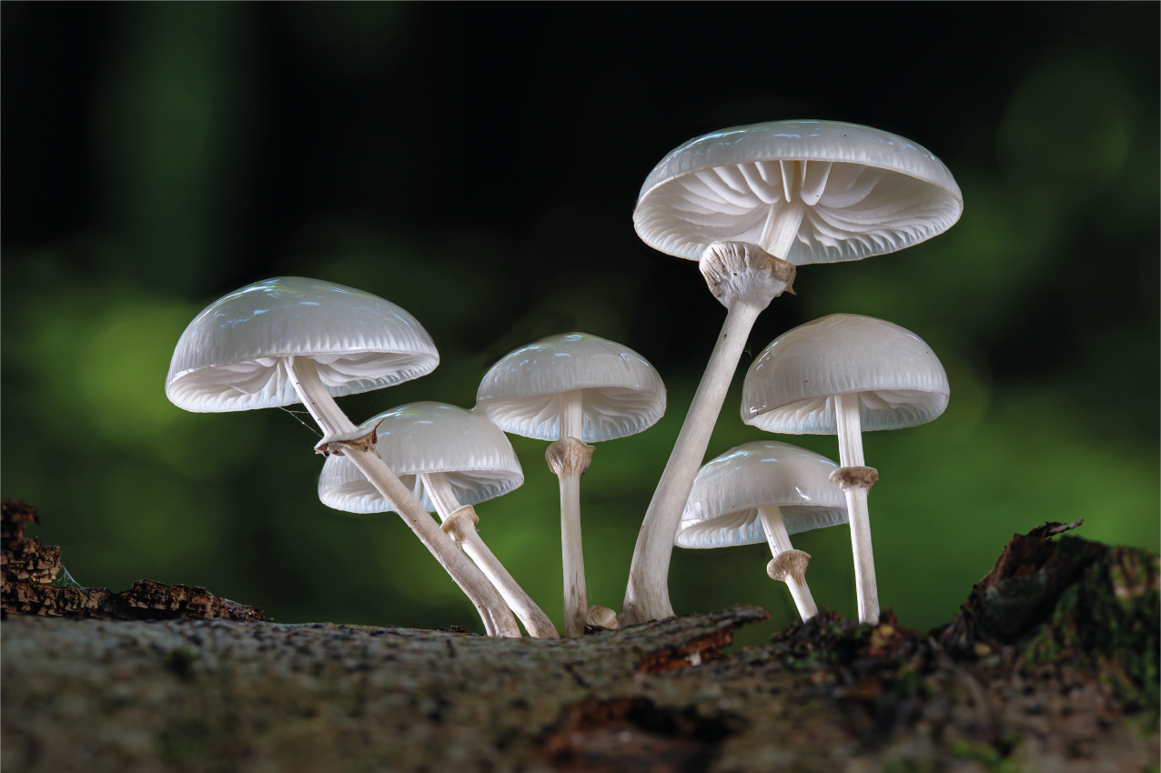 Originalūs stalo padėkliukai su vintage mediniais įrankiais - „Tenstickers“