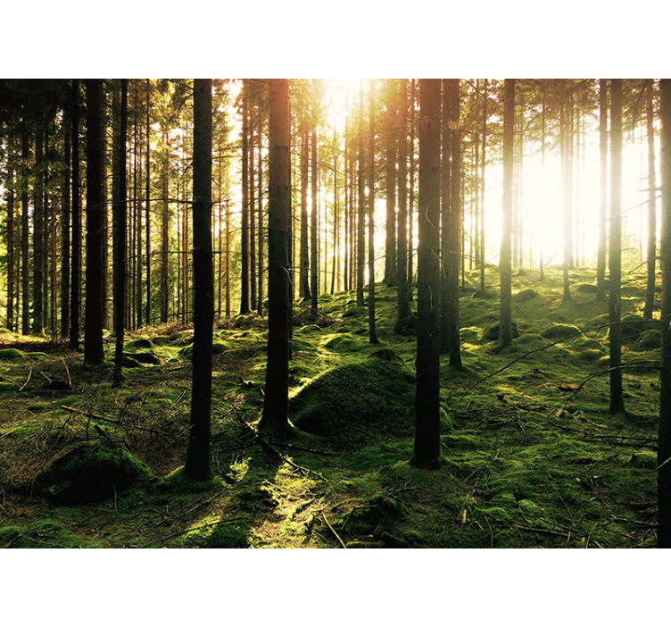 Slėptuvė miško sienos freskoje - „Tenstickers“