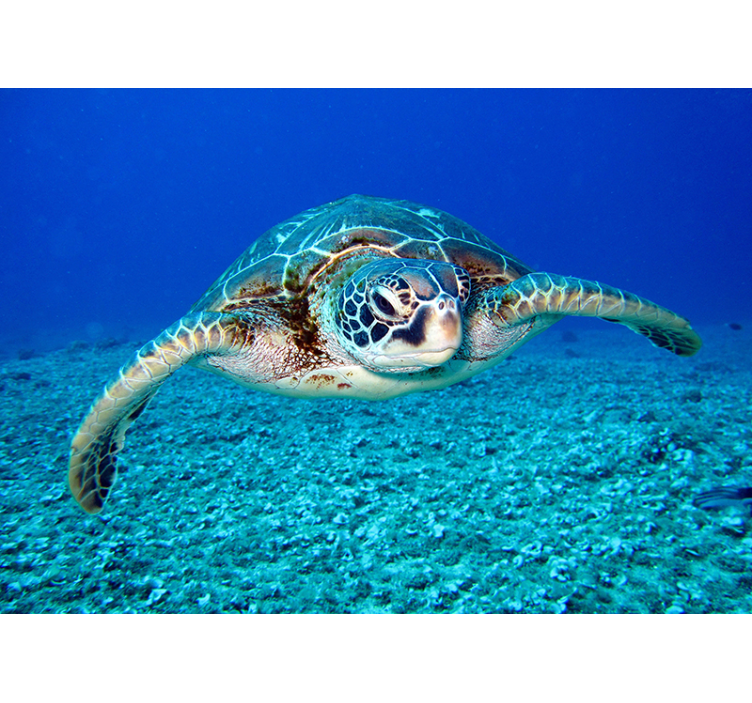 Jūrinis vėžlys gyvūno sienos freska - „Tenstickers“