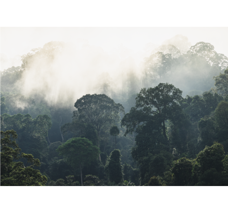 Džiunglių fonas gamtos sienų paveikslas - „Tenstickers“