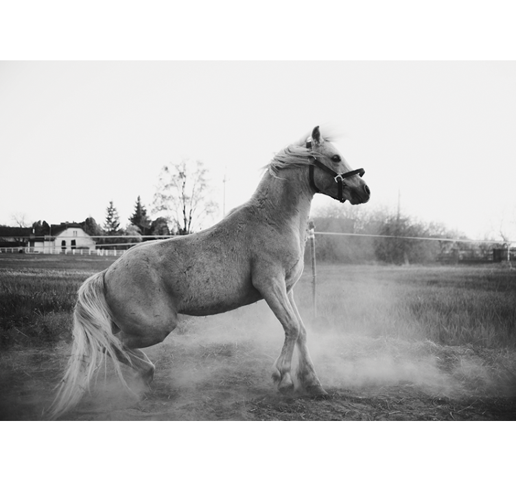 Gyvūnų sienų freska bėgantis arkliukas - „Tenstickers“