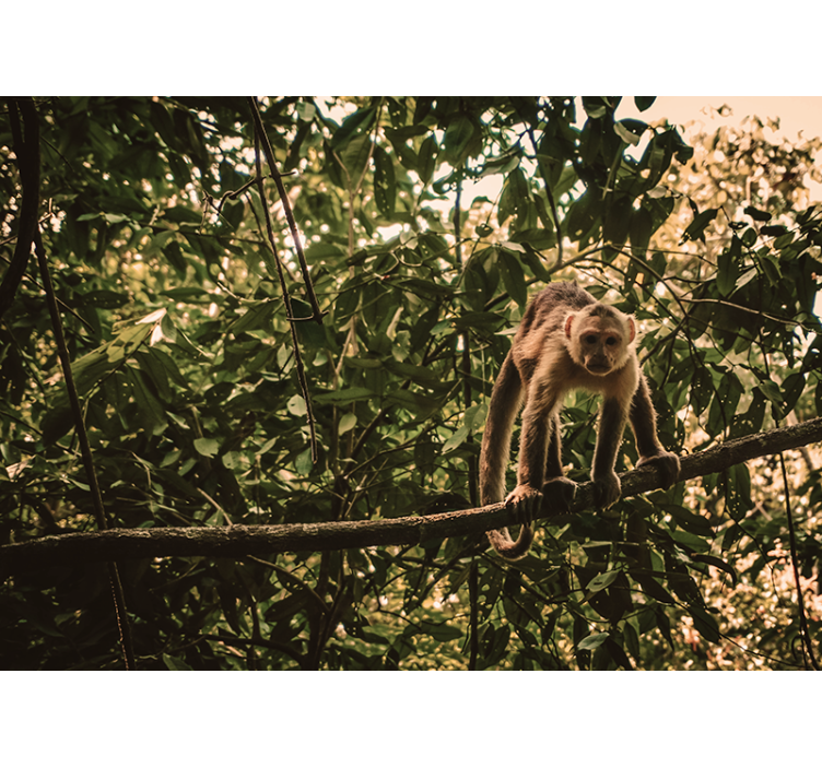 Amazonijos beždžionių sieninis paveikslas - „Tenstickers“