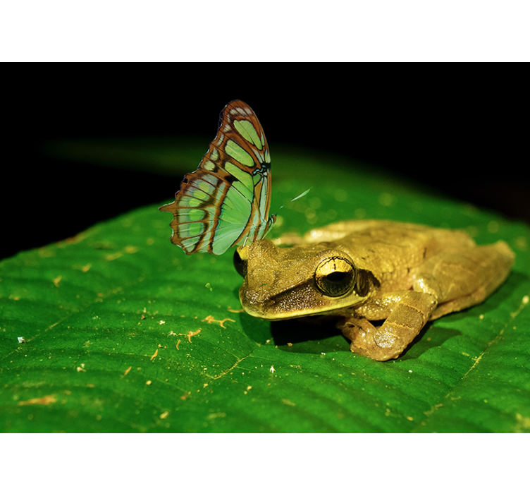 Varlė ir drugelis gyvūnų sienų freska - „Tenstickers“