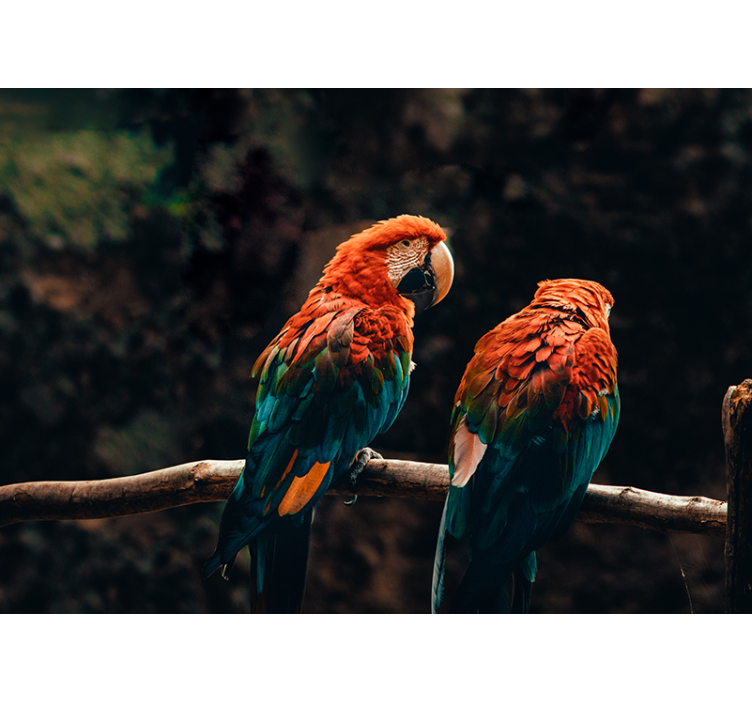 Spalvinga papūgos siena - „Tenstickers“