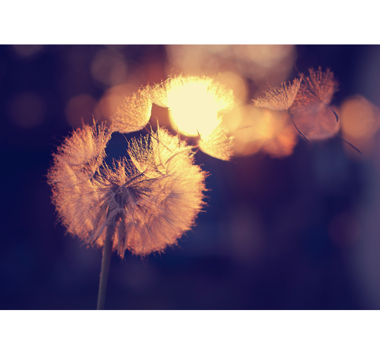 Aguonų sienų freska pūkuotų pūslių spindesys - „Tenstickers“