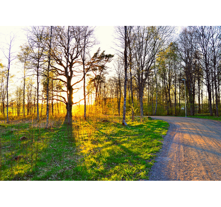 Gamtos sienų tapyba saulėtas miško takas - „Tenstickers“