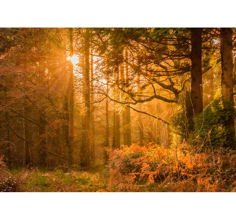 Senas rudens medžio saulės blyksnis miško sienų paveikslas - „Tenstickers“