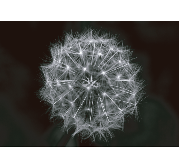 Kiaulpienių sienų freska Švelnus kiaulpienių sprogimas - „Tenstickers“