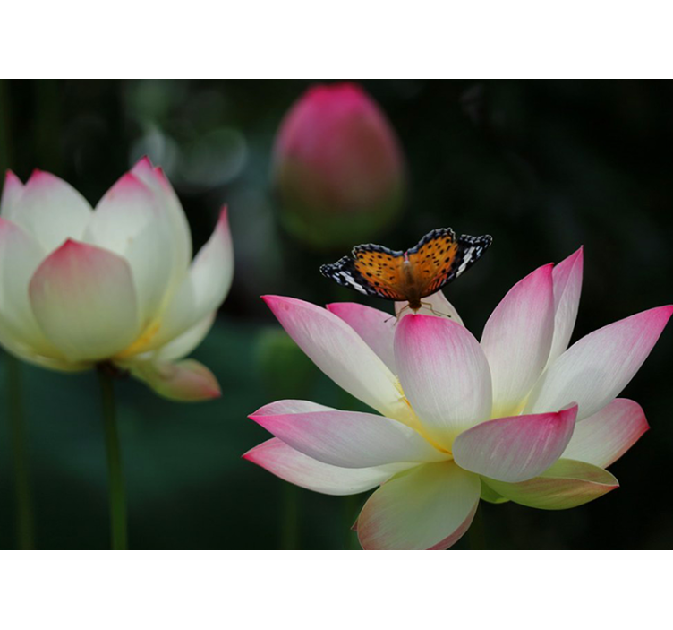 Elegantiškas lotoso žiedas gėlių sienos freska - „Tenstickers“