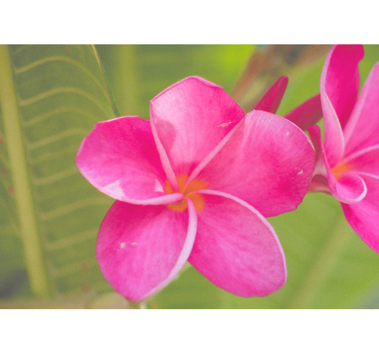 Gėlių sienos freska rožinė gėlių akcentas - „Tenstickers“