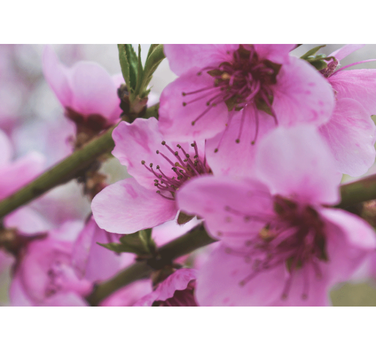 Aguonų sienų freska spindinčiomis rožinėmis gėlėmis - „Tenstickers“