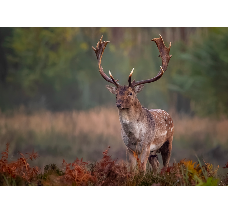 Gyvūnų sienų freska didžiojo elnio buvimas - „Tenstickers“