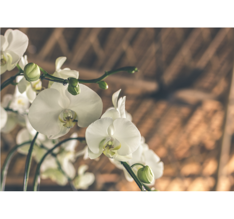 Baltos orchidėjos struktūros sieninė tapyba - „Tenstickers“