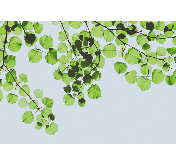 Medžių sienų freskos lapuočių šakų skliautas - „Tenstickers“