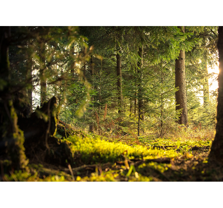 Miško sienos freska ramus žalias peizažas - „Tenstickers“