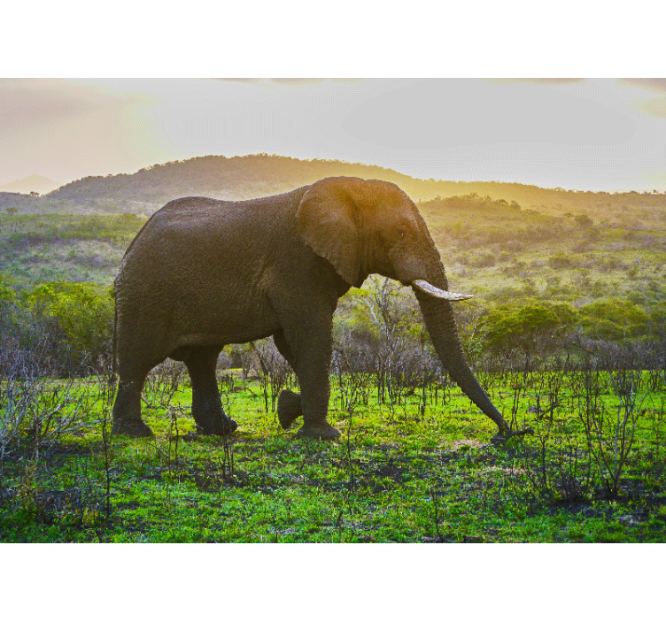 Gyvūnų sienų freska išdidus dramblio vaizdas - „Tenstickers“
