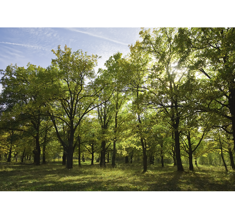 Gamtos sienų tapyba gyvybinga lapų panorama - „Tenstickers“