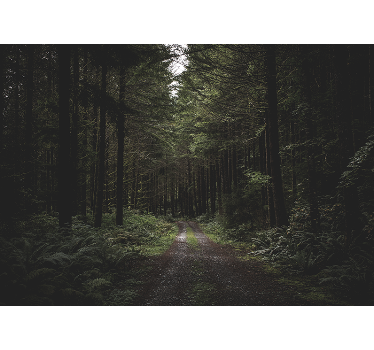 Gamtos sienų tapyba Žaliuojančiu miško taku - „Tenstickers“