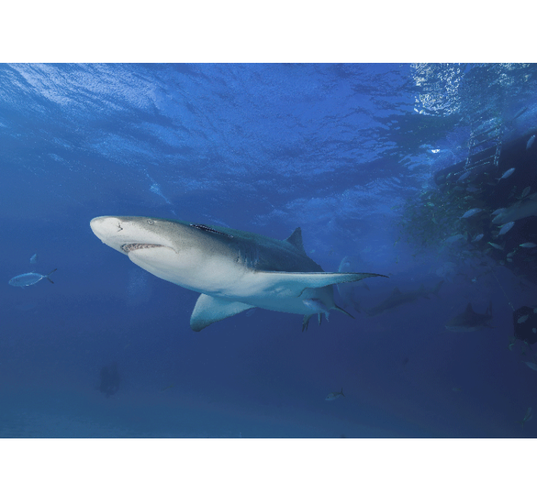 Gyvūnų sienų freska didžiųjų ryklių tyrinėjimas - „Tenstickers“