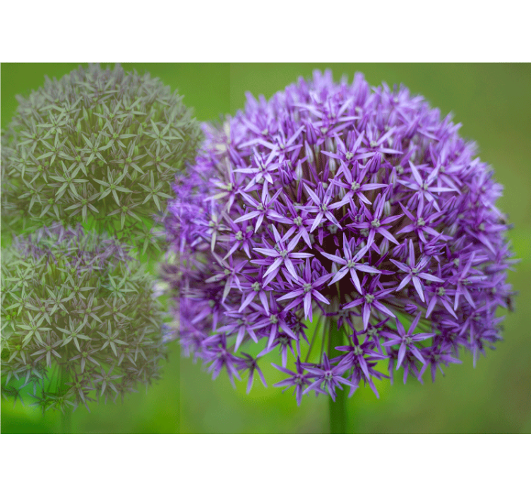 Aguonų sienų freska violetinių gėlių kompozicija - „Tenstickers“