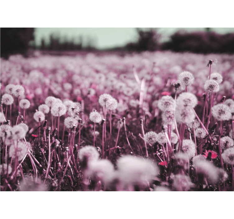 Abstraktus rožinis menas su kiaulpienių sienine tapyba - „Tenstickers“