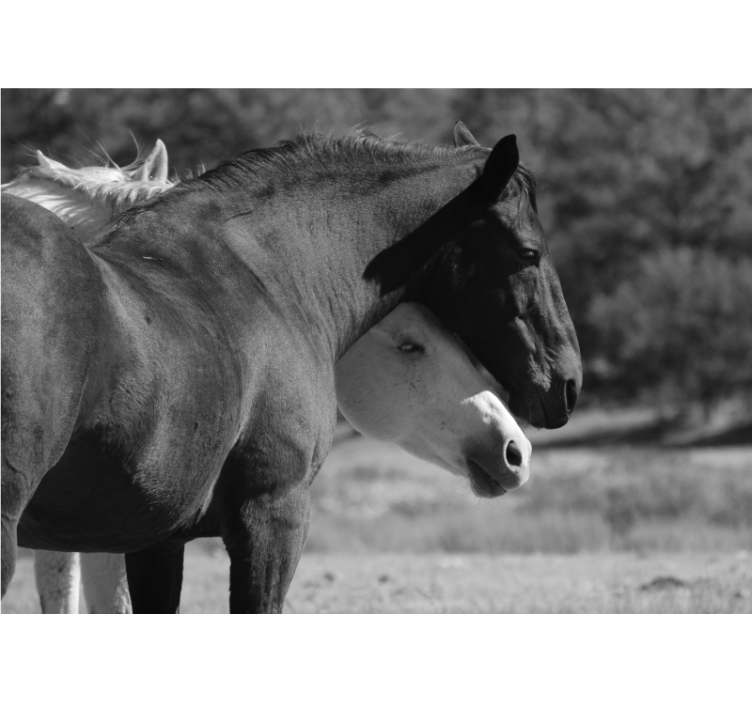 Juodai balti žirgai, apsikabinę sienų freską - „Tenstickers“