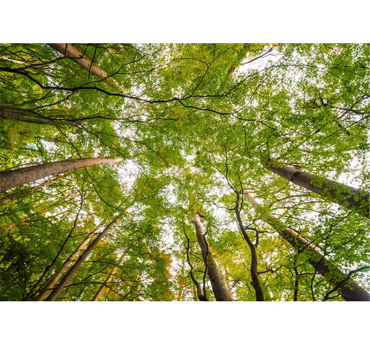 Sodriai žalias baldakimu miško sienos freska - „Tenstickers“