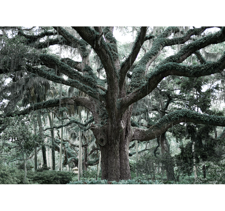Didingos ąžuolo šakos medžių fototapetai - „Tenstickers“