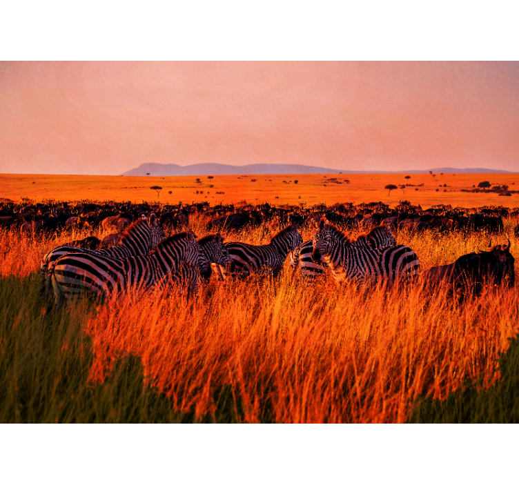 Gamtos sienų tapyba zebrai serengetyje - „Tenstickers“
