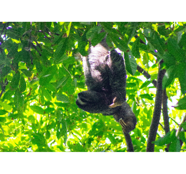 Gyvūnų sienų freska tinginio žaliuojančios šakos - „Tenstickers“