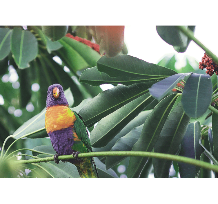 Gyvūnų sienų freska spalvingas papūga sėdintis - „Tenstickers“