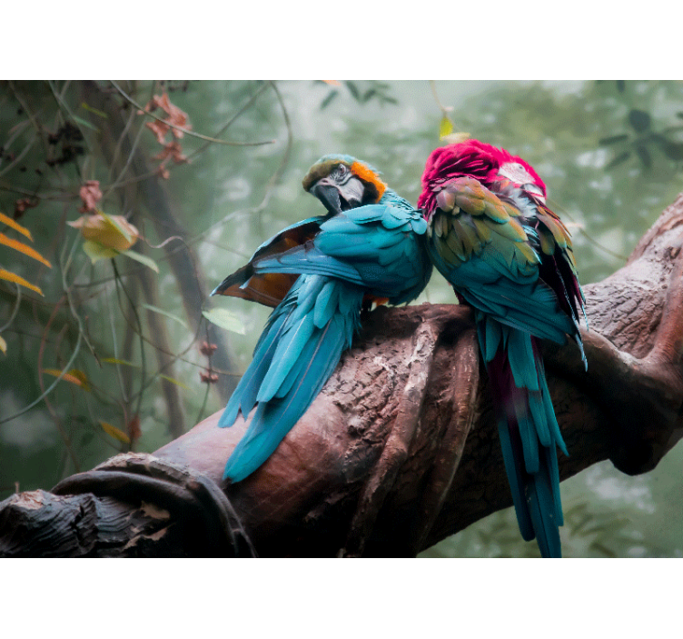 Gyvūnų sienų freska spalvingi papūgų apkabinimai - „Tenstickers“