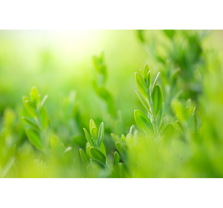 šviesiai žalios spalvos pavasario lapai gamtos tapetai - „Tenstickers“