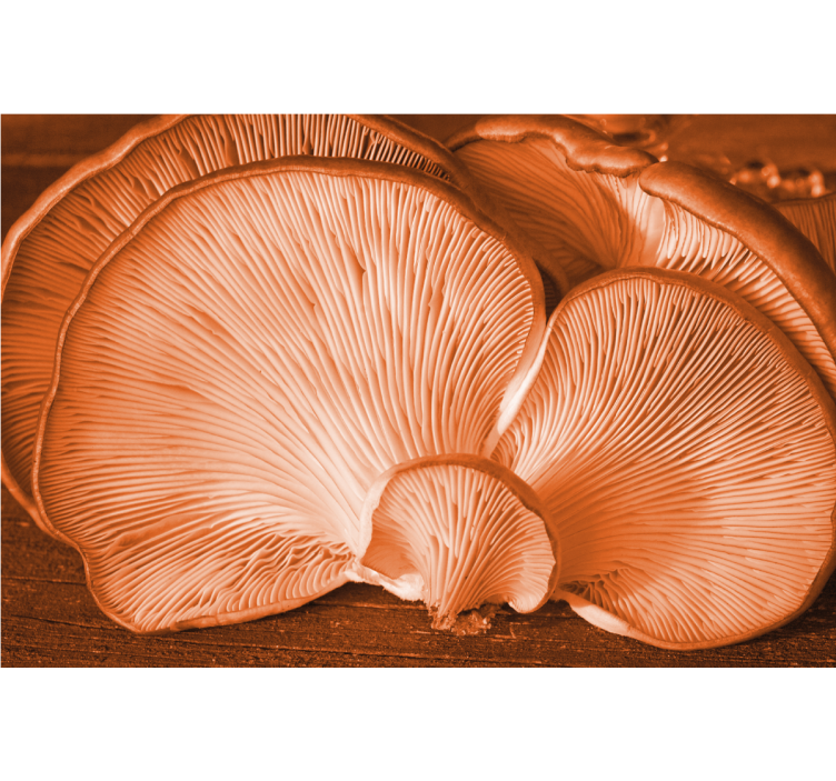 Gėlių sienos freska su grybų tekstūros atvaizdu - „Tenstickers“