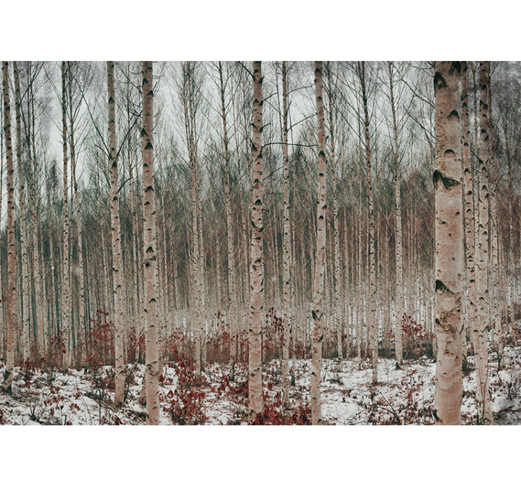 Miško sienos freska beržo medžių peizažas - „Tenstickers“