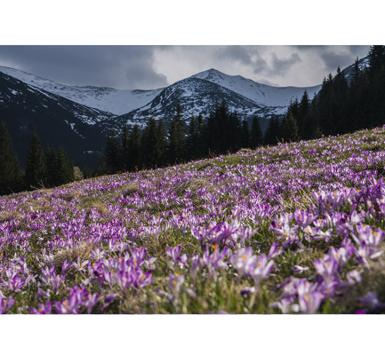 Gėlių sienos freska krokučių žydėjimo laukas - „Tenstickers“