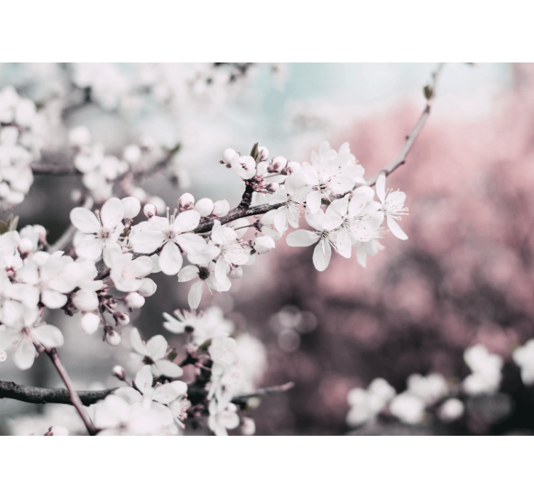 Gėlių sienos freska sakurų žydėjimo šaka - „Tenstickers“