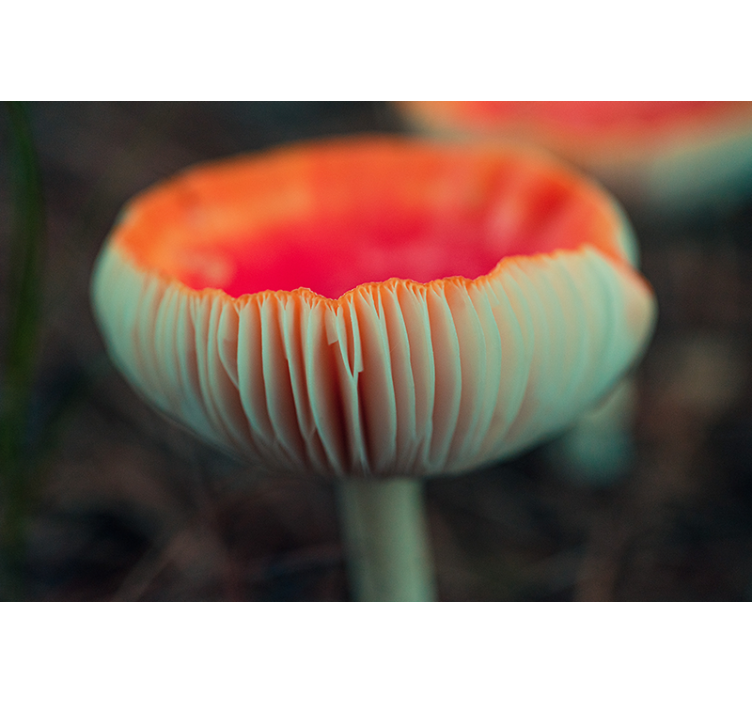 Aguonų sienų freska elegantiškas aguonų žiedas - „Tenstickers“