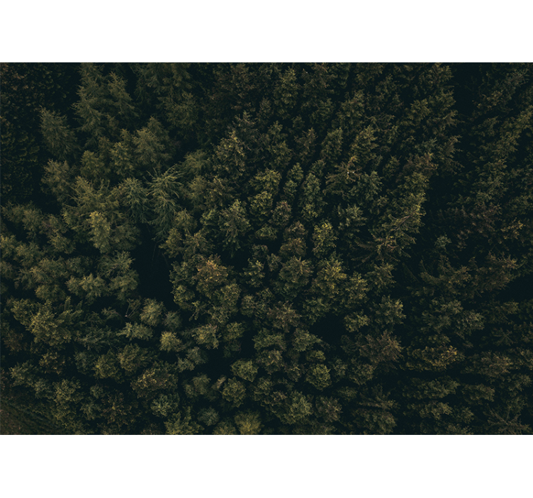 Gamtos sienų tapyba vešlus žaliuojančių medžių skėtis - „Tenstickers“