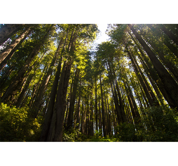 Aukštų medžių miško sienos freska - „Tenstickers“